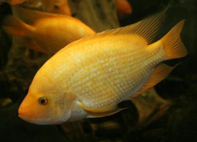 CICHLASOMA CITRINELLUM